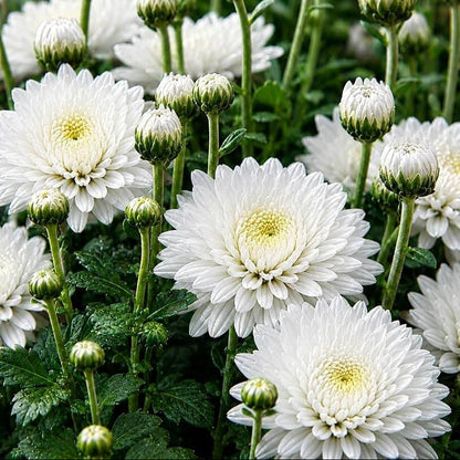 Chrysanthemum Morifolium Seeds - Heirloom Flower Plant for Home Gardens
