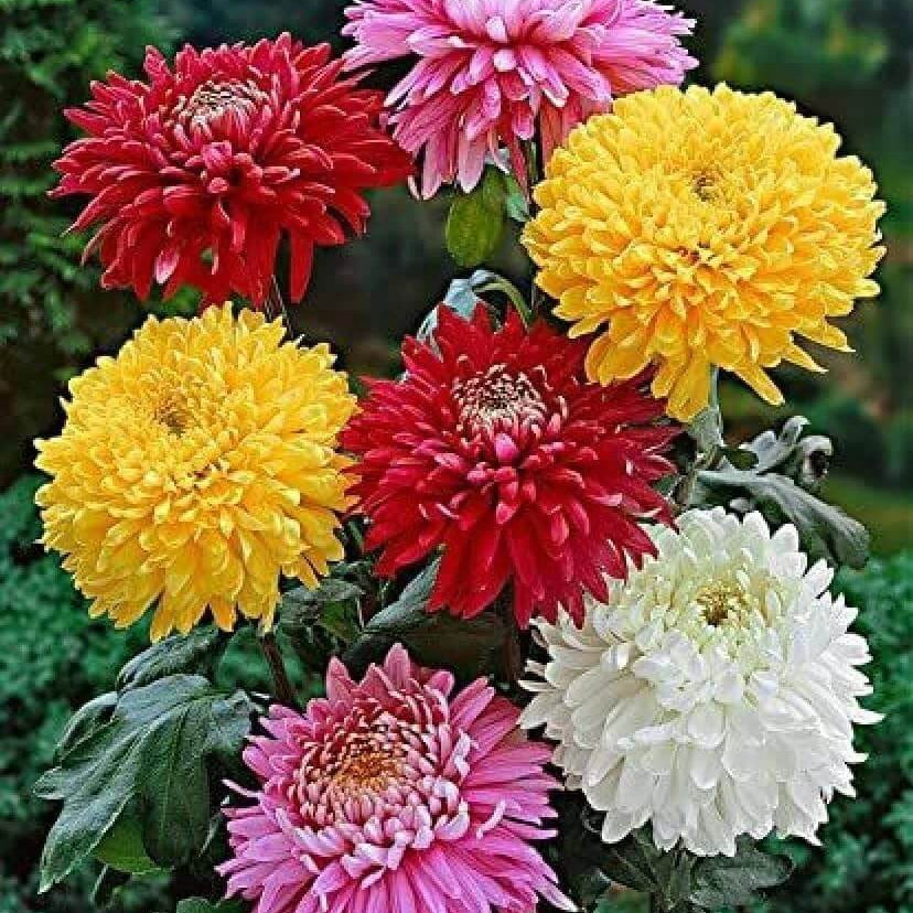 Chrysanthemum Seeds