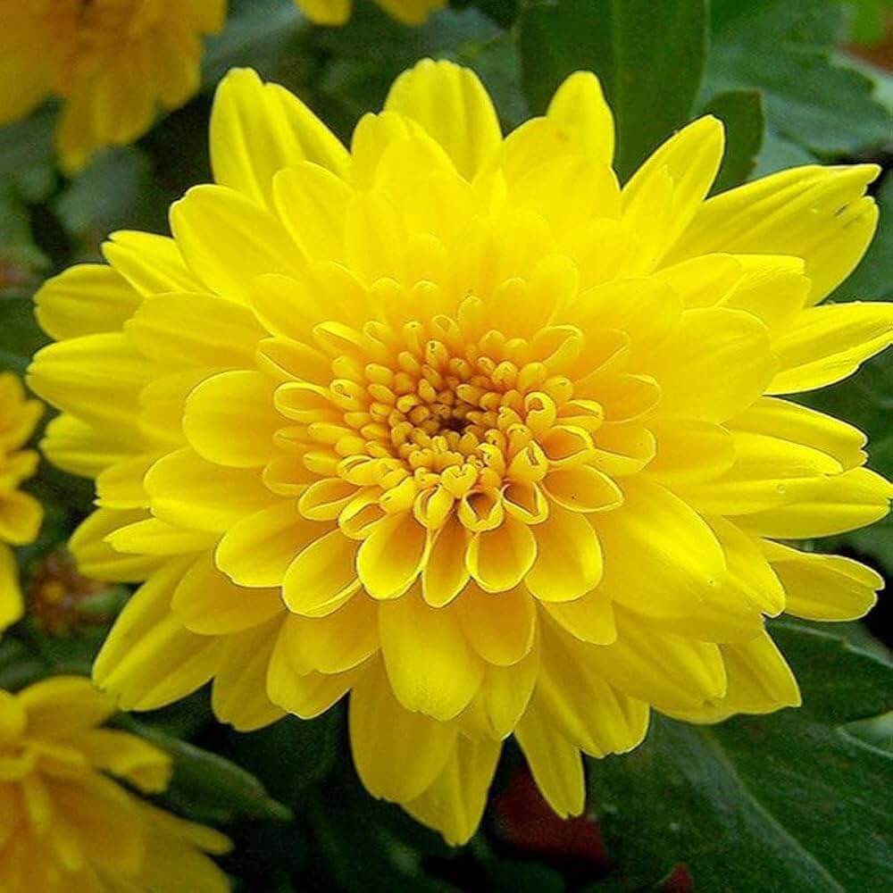 Chrysanthemum Seeds