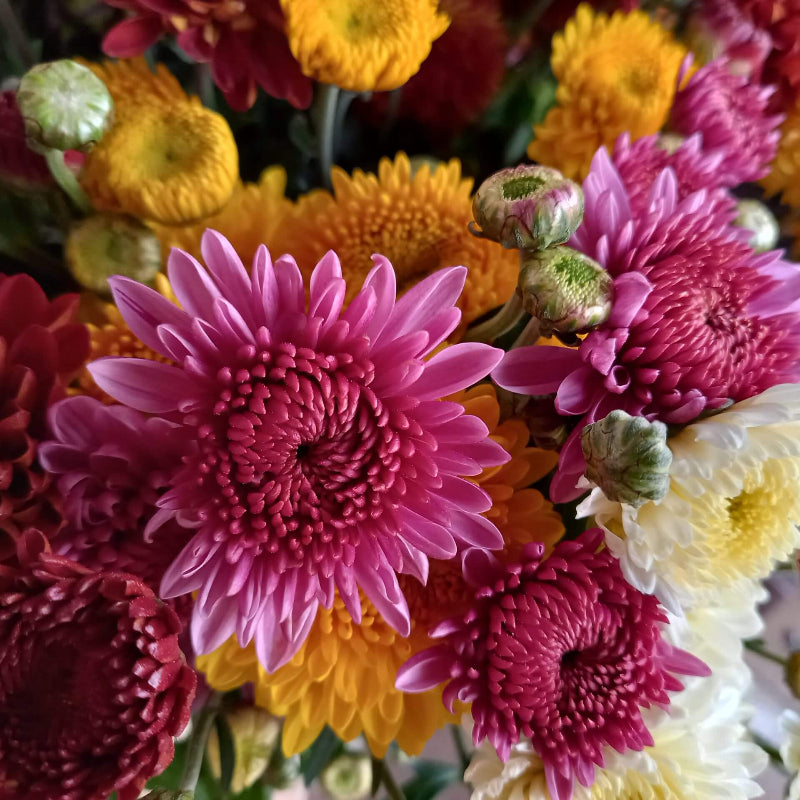 Chrysanthemum Seeds
