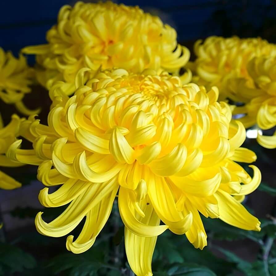 Chrysanthemum Seeds