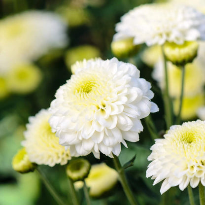 Chrysanthemum Seeds
