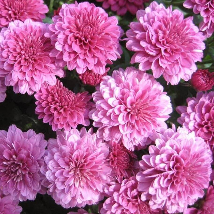 Chrysanthemum Seeds - Flower Plant for Home Gardens