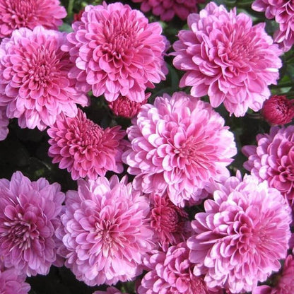 Chrysanthemum Seeds - Flower Plant for Home Gardens
