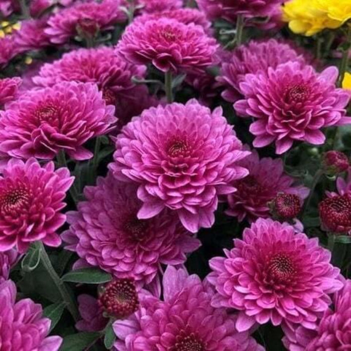 Chrysanthemum Seeds - Flower Plant for Home Gardens