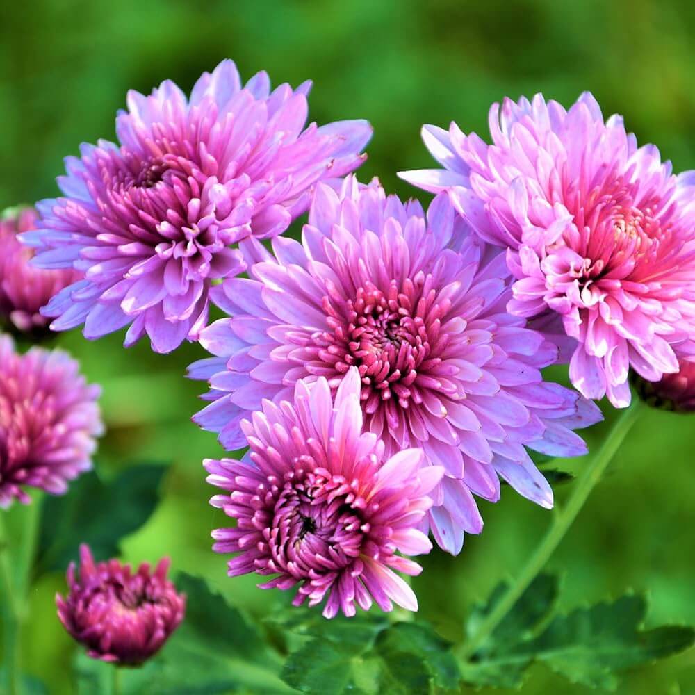 Chrysanthemum Seeds - Flower Plant for Home Gardens