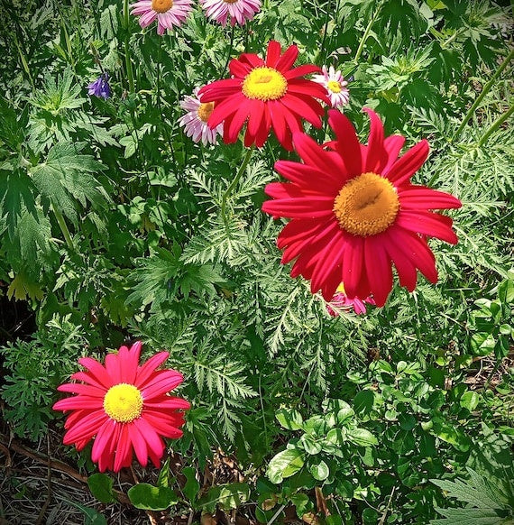 Chrysanthemum coccineum seeds