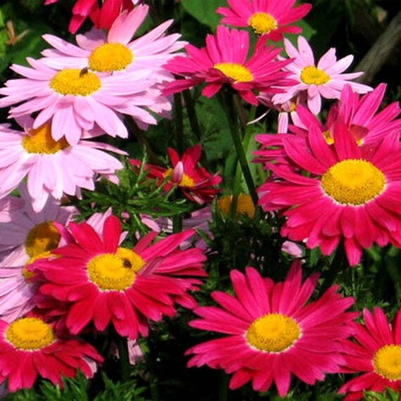 Chrysanthemum coccineum seeds