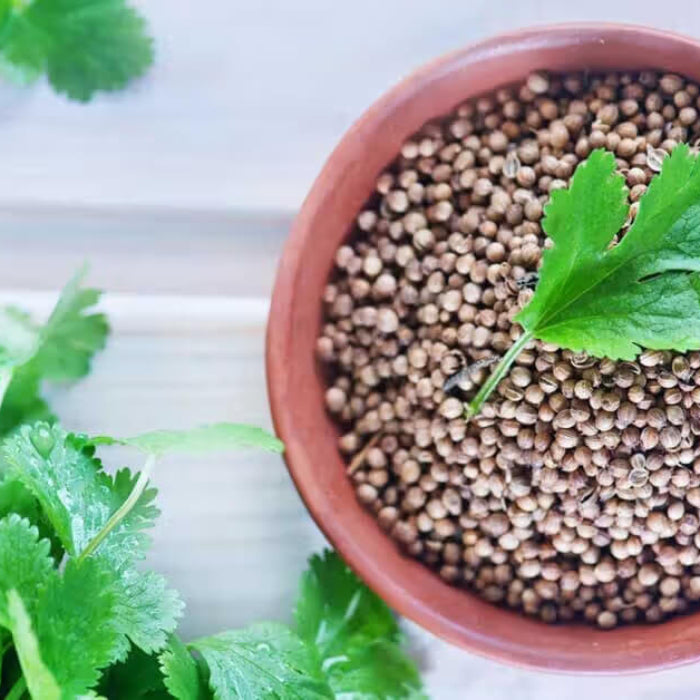 Cilantro Coriander Seeds - Herbal Plant