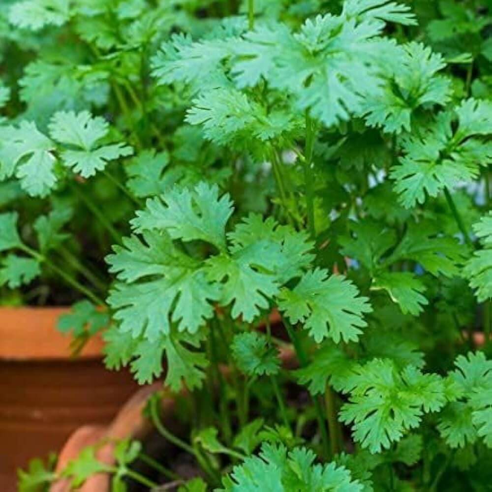 Cilantro Coriander Seeds - Herbal Plant