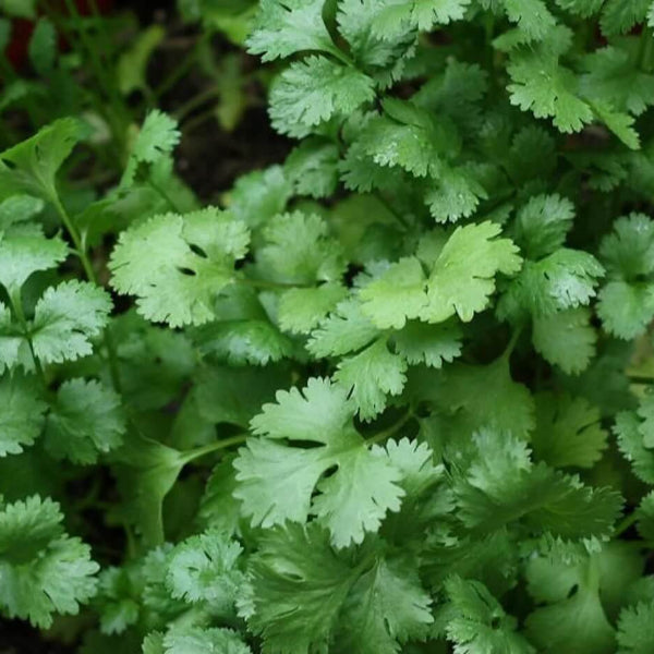 Cilantro Coriander Seeds - Herbal Plant