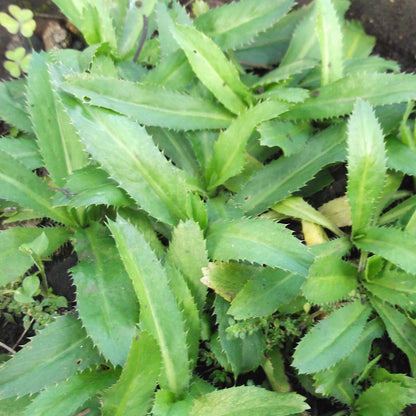 Cilantro Hoja Ancha Seeds - Heirloom Herbal Plant for Home Gardens