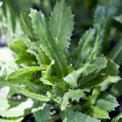 Cilantro Hoja Ancha Seeds - Heirloom Herbal Plant for Home Gardens