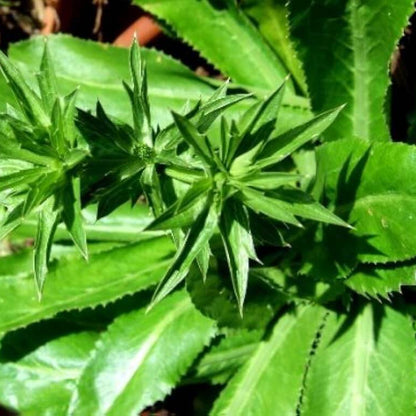 Cilantro Hoja Ancha Seeds - Heirloom Herbal Plant for Home Gardens