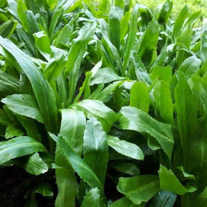 Cilantro Hoja Ancha Seeds - Heirloom Herbal Plant for Home Gardens