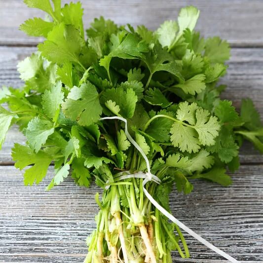 Cilantro seeds - Vegetable Plant