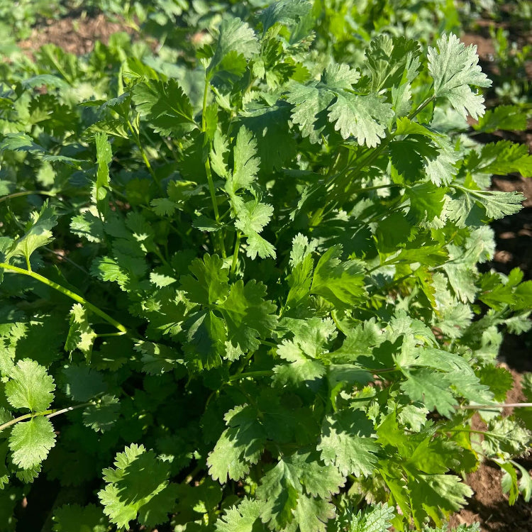 Cilantro seeds - Vegetable Plant