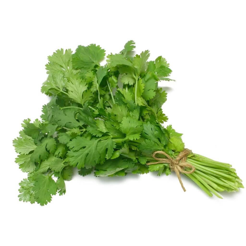 Cilantro seeds - Vegetable Plant