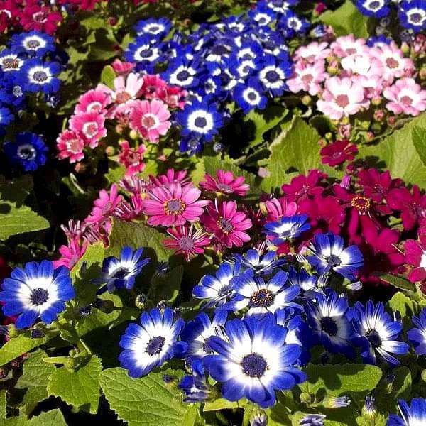 Cineraria Seeds - Heirloom Flower Plant for Home Gardens
