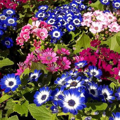 Cineraria Seeds - Heirloom Flower Plant for Home Gardens