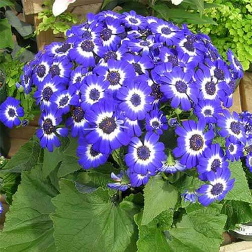 Cineraria Seeds - Heirloom Flower Plant for Home Gardens