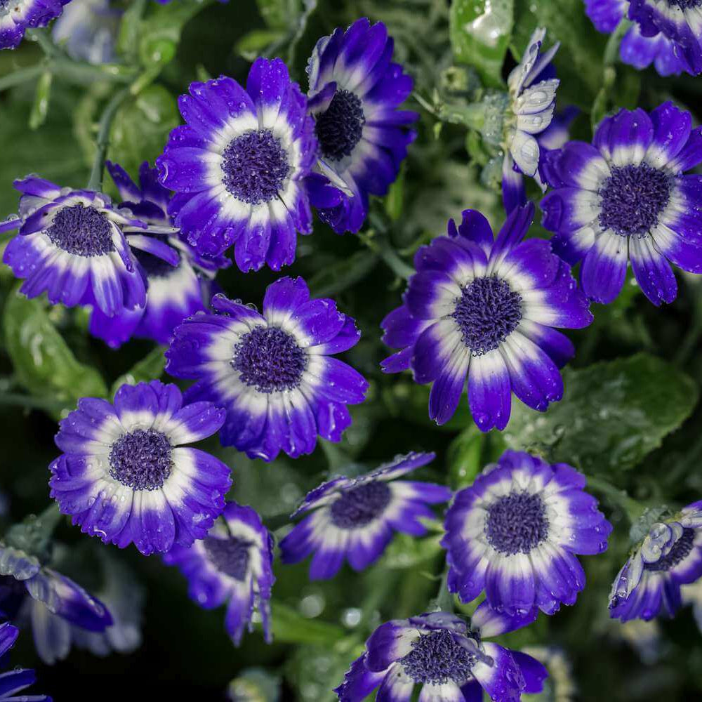 Cineraria Seeds - Heirloom Flower Plant for Home Gardens