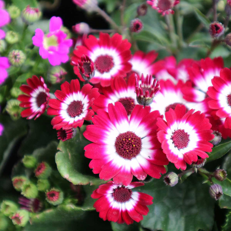 Cineraria Seeds - Heirloom Flower Plant for Home Gardens