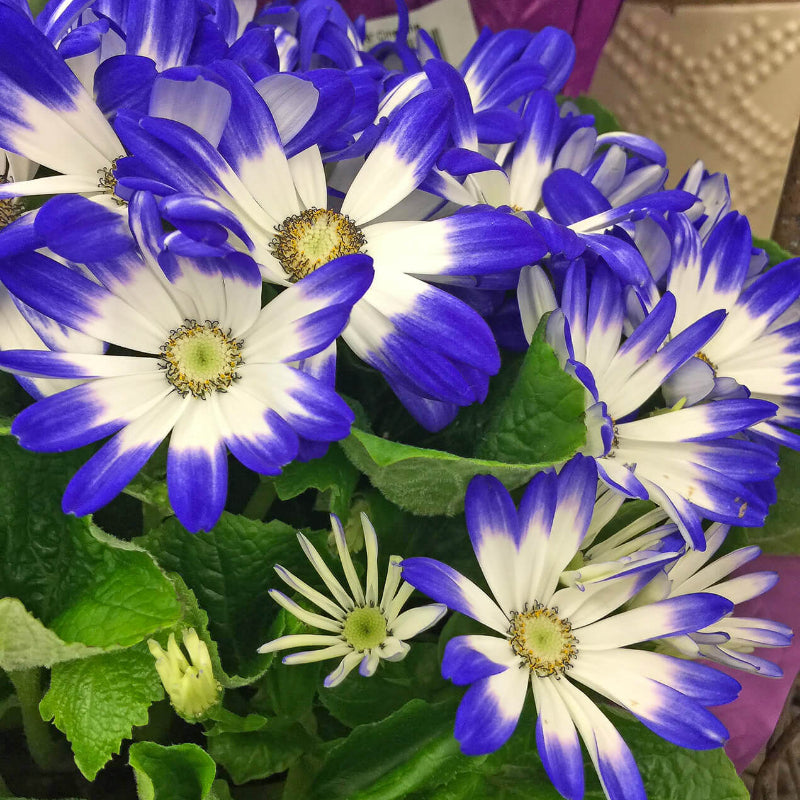 Cineraria Seeds - Heirloom Flower Plant for Home Gardens