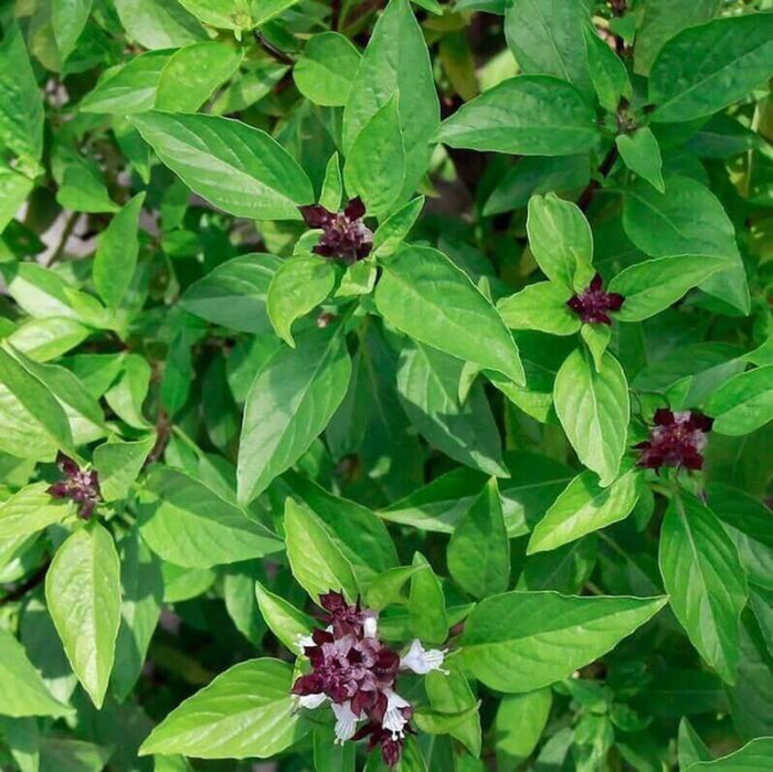 Cinnamon Basil Seeds - Herbal Plant