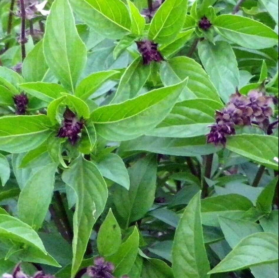 Cinnamon Basil Seeds - Herbal Plant