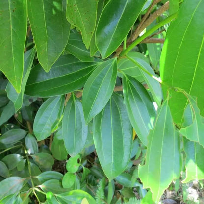 Cinnamon Seeds