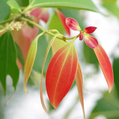 Cinnamon Seeds