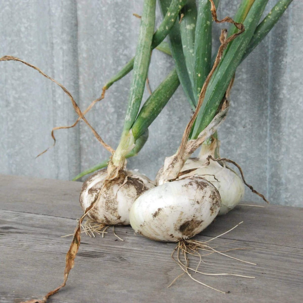 Cipollini Onion Seeds - Heirloom Vegetable Plant for Home Gardens