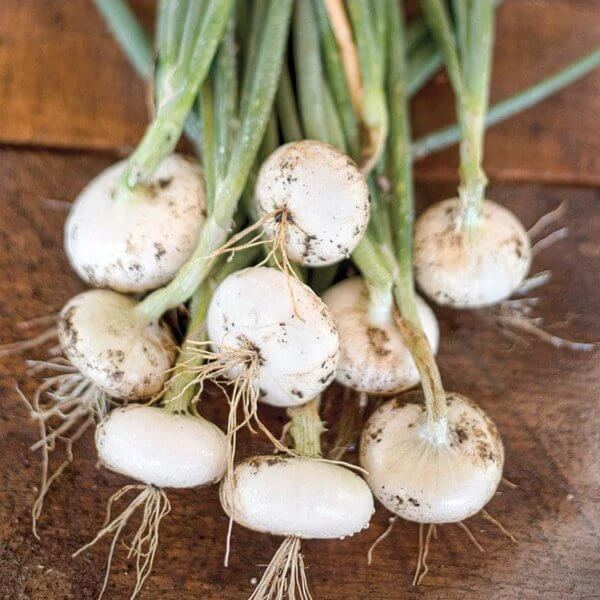 Cipollini Onion Seeds - Heirloom Vegetable Plant for Home Gardens