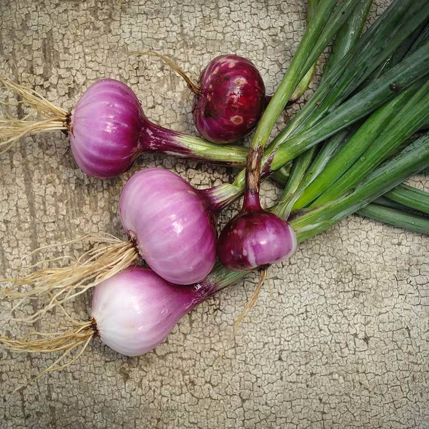 Cipollini Onion Seeds - Heirloom Vegetable Plant for Home Gardens