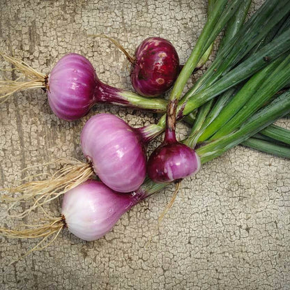 Cipollini Onion Seeds - Heirloom Vegetable Plant for Home Gardens