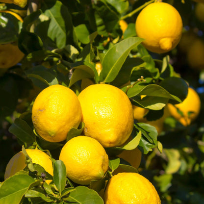 Citron Seeds - Fruit Plant for Home Gardens