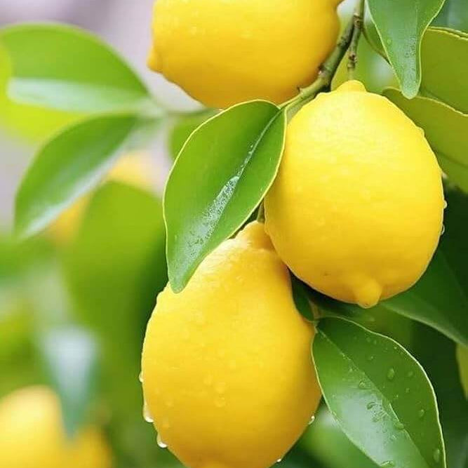 Citron Seeds - Fruit Plant for Home Gardens