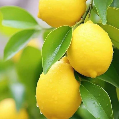 Citron Seeds - Fruit Plant for Home Gardens