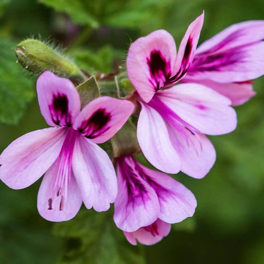 Citronella Geranium Seeds - Flower Plant