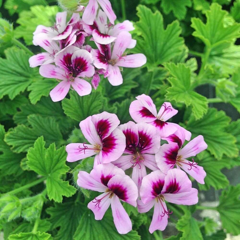 Citronella Geranium Seeds - Flower Plant