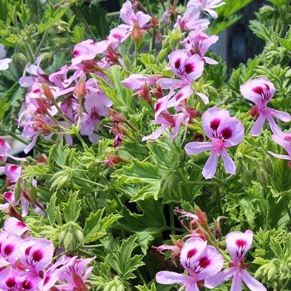 Citronella Geranium Seeds - Flower Plant