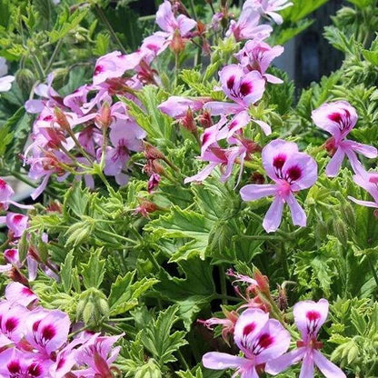 Citronella Geranium Seeds - Flower Plant