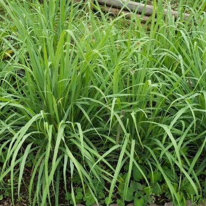 Citronella Grass Seeds