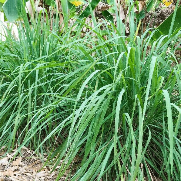 Citronella Lemongrass Seeds - Herbal Plant