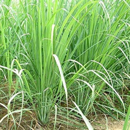 Citronella Lemongrass Seeds - Herbal Plant