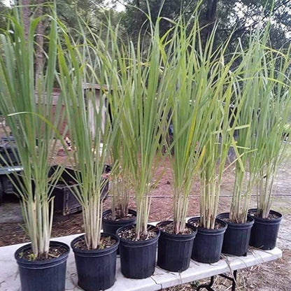 Citronella Lemongrass Seeds - Herbal Plant