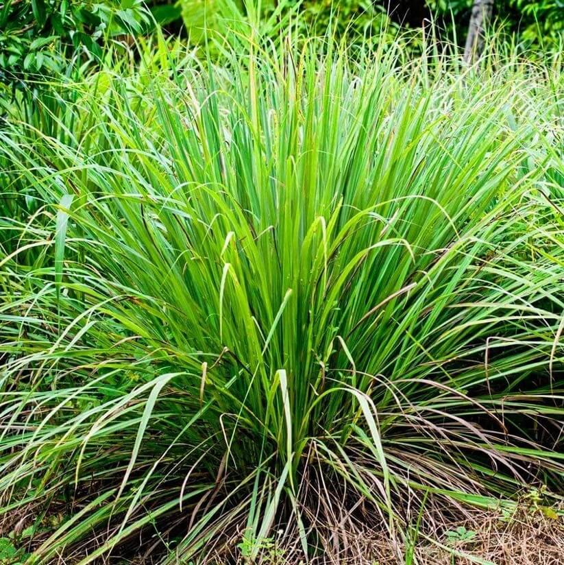 Citronella Plant Seeds