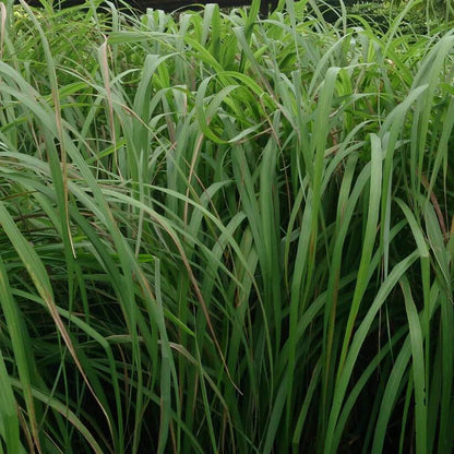 Citronella Plant Seeds