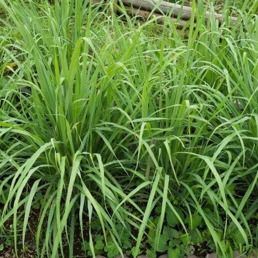 Citronella Plant Seeds